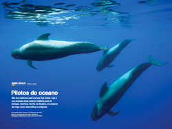 pilotos